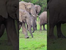 Cute Elephant In The Herd | #Wildlife #ShortsAfrica