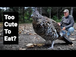 Tour Kouchibouguac National Park with this Ruffed Grouse