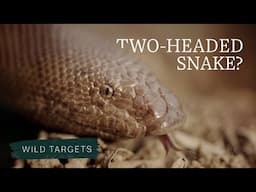 Why is this snake one of the most trafficked species in India? | Wild Targets