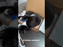 Jan 2025 Kitnipbox for Lulu #unboxing #kitnipbox