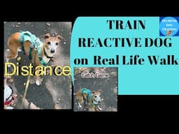 Practical Tips For Training A Reactive Dog on a Real Life Walk