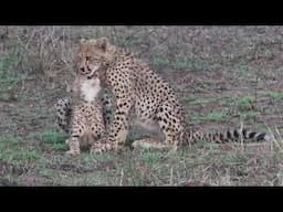 New Cheetah Cubs on Hluhluwe-iMfolozi Park