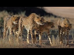 The Power of Unity - Cheetah Coalition?