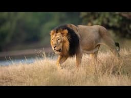 Lion Documentary - The Last Lions Of India | Wild Planet