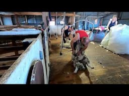 Shearing Run Crossie Lambs 2024