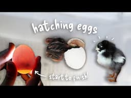 The Great Chicken Hatch Adventure: Incubating Fertile Hatching Eggs, from Beginning to End