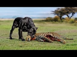 When Animals Messed With The Wrong Opponent