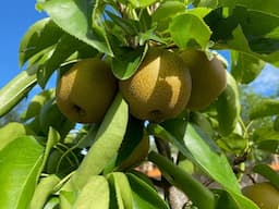 2025 Asian Pears Series Ep. 01 - How To Grow Asian Pear From Beginning To End