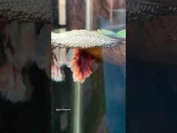 Beautiful Betta fish breeding Process  ❤️ #shorts #bettafish #breeding