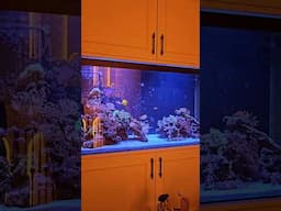 CUSTOM REEF AQUARIUM INSTALLATION | MARINE TANK SERVICES IN SURREY