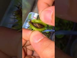 The Infection Is Spreading | Venus Fly Trap