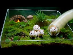 STEPHAN'S KIDS MOVED INTO AN UNDERGROUND HAMSTERARIUM