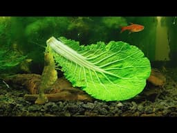 #8 Volcano Filter Tank - Shrimps Eating Cabbage for 3 Hours in 4K