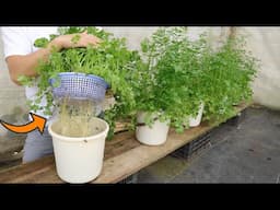 Growing Coriander in Water and Bucket - No Soil - No Care