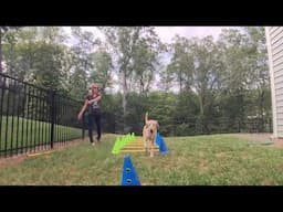 #1 Jasey Day - Bobbie Lyons K9FITteam FitPAWS Cavalettis Tips