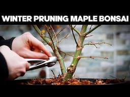 How To Prune Japanese Maple Bonsai in Winter❄️