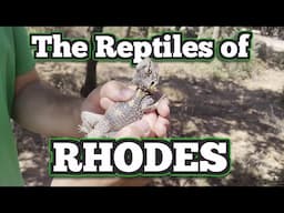 Let's Find Reptiles in Rhodes! | Greece (Mini Trip)