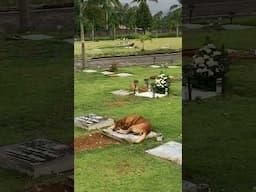 Loyal Dog Sleeps On Owner's Grave