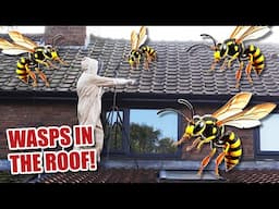 How to kill a WASP NEST... what could go wrong?!