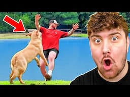 Try Not To Laugh Challenge - Funny Pet Videos Compilation