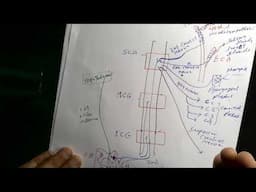 Anatomy of Sympathetic Cervical Ganglia