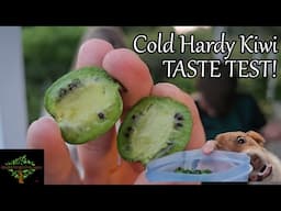 Kiwi Taste Test - Cold Hardy Arguta