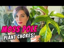 Catch Up on Moss Pole ChoresWith Me! 🪴✨