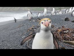 Penguins, Albatross & Seals of Sub Antarctica New Zealand