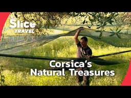 Corsica: Maquis, Olives, and Ancient Traditions | SLICE TRAVEL