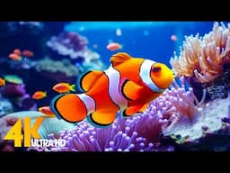 Aquarium 4K VIDEO (ULTRA HD) 🐠 Beautiful Coral Reef Fish - Relaxing Sleep Meditation Music #7