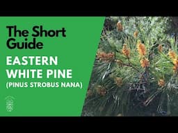 The Short Guide to the Eastern White Pine (Pinus Strobus 'Nana')