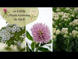 10 Wild Edible Plants Growing in April