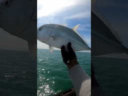 Giant Trevally Pulau seluas #fishing #vidiomancing #shortvideo