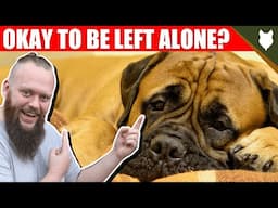 Can a BULLMASTIFF be left alone?