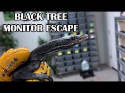 BLACK TREE MONITOR "GREAT ESCAPE"