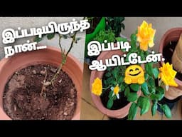 வெறும் குச்சியா இருந்த ரோஜாசெடியை பூக்க வைப்பது எப்படி?Spidermite attack &leaf fall ofRoseplant cure