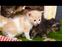 Mother cat calls kittens, cat plays with farm animals dogs, rabbits, ducks, chickens, pigs