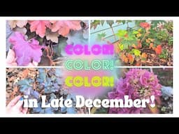 December Garden FULL of Color!! A Late December Garden Tour With Winter Color! #wintergarden