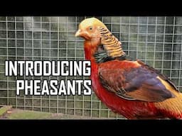 Introducing Ornamental Pheasants