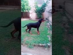 Gorgeous Rottie Kid #cute #gorgeous #beautiful #shorts #viralvideo