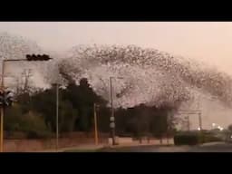 Birds Tornado in Evening amid Coronavirus Lockdown