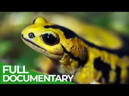 Fire Salamander - The Last Urban Dragon | Free Documentary Nature