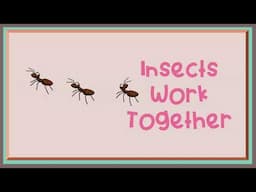 Insects Work Together