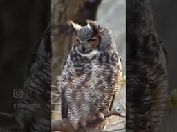 Great horned owls are one of my favorite bird species. #wildlifephotography #owl #wildlife