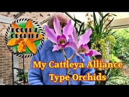 A Look at My Cattleya Alliance Orchids