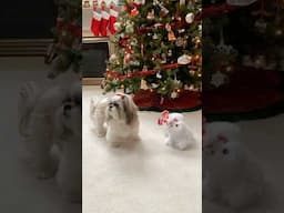 Shih Tzu Not Impressed With Dancing Dog is Comedy Gold! 🤣 #shorts #shihtzu