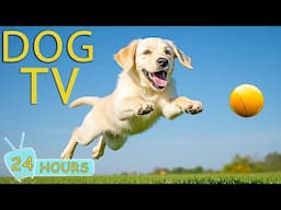 DOG TV: Videos Entertain & Relax for Dogs - Music Perfect to Prevent Boredom and Anxiety for Dogs