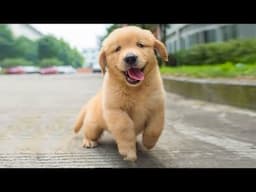 Funniest & Cutest Golden Retriever Puppies - 30 Minutes of Funny Puppy Videos 2022 #14