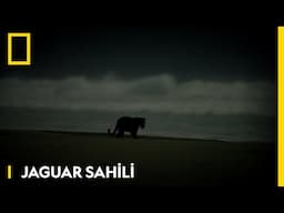 Jaguar Sahili | WILD