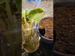 African violets from leaf propagation in water#leaf propagation#water culture